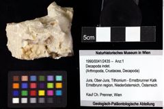 Foto (Objket + Etiketten) von Decapoda indet. 